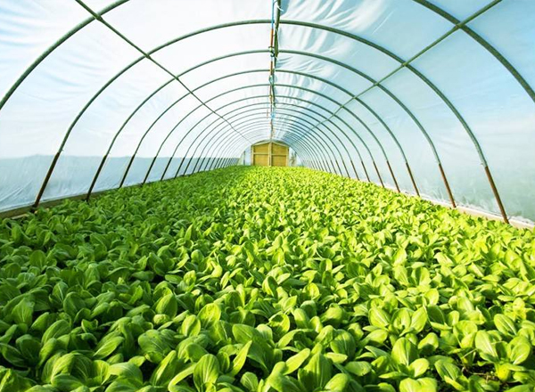 農業農村部：逐步推動解決高價彩禮、厚葬薄養等現實難題