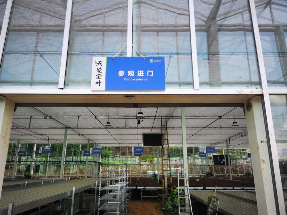 云笈科技首個(gè)打造新昌大佛龍井?dāng)?shù)字化育苗基地（天姥金葉·金山數(shù)字園）即將交付